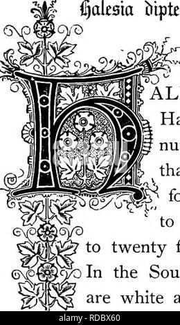 . Le Royaume floral : son histoire, le sentiment et la poésie : un dictionnaire de plus de 300 plantes, avec les genres et les familles auxquelles elles appartiennent, et la langue de chaque illustré avec les pierres précieuses à la poésie . Langage des fleurs ; les fleurs dans la littérature. (^btptoa alesid. L'ordre naturel : Styracacece Storax-famille. ' Alésia est un nom donné en l'honneur du révérend Dr Stephen Hales, un philosophe et naturaliste anglais (1677-1761), à un certain nombre d'arbustes ou de petits arbres trouvés dans les forêts riches de cette frontière sur les rives d'une rivière ou un fleuve. ^ ils sont trouvés plus particulièrement dans les S Banque D'Images