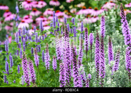 Jardin des plantes vivaces à fleurs, Gayfeather frontière Liatris Liatris spicata Banque D'Images