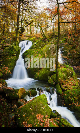 Haut de Stock Ghyll force, côté nord de la capture de la vallée de l'automne dernier paramètre coucher du soleil qui éclaire les rochers couverts de mousse dynamique et feuillage d'automne Banque D'Images