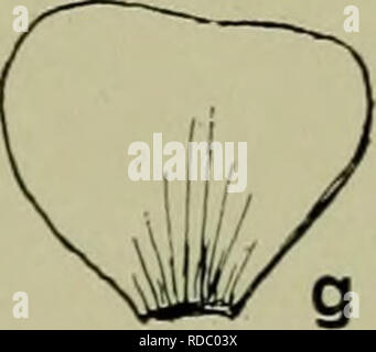 . Effets des rayons du radium sur les plantes. Les plantes. . Veuillez noter que ces images sont extraites de la page numérisée des images qui peuvent avoir été retouchées numériquement pour plus de lisibilité - coloration et l'aspect de ces illustrations ne peut pas parfaitement ressembler à l'œuvre originale.. Gager, C. Stuart (Charles Stuart), 1872-1943. New York Banque D'Images