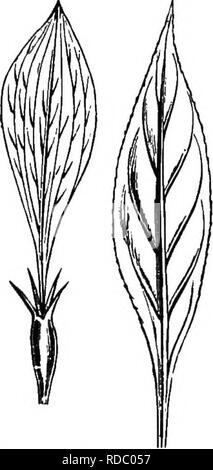 . L'origine de structures florales : grâce à la lutte contre les insectes et d'autres organismes. Les plantes ; fleurs ; Fleurs. 290 LA STRUCTURE DES FLEURS. et des lames des feuilles est vu dans Bipterocarpus scBnda et Mus- (Fig. 68). Les états de transition à partir d'un seul à une double fleur de Saxifraga decipiens, décrit et figuré par M. C. Morren,* montre que la nouvelle foi-pétales med à la place d'étamines, comme aussi les pétales de la fleur, correspondent exactement, à la fois dans la forme et avec les cotylédons, nervation tbe. Nervation palmée ce qui représente simplement un type plus primitives ; et, puisque les fleurs sont construits de rencontré Banque D'Images