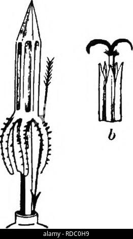 . L'origine de structures florales : grâce à la lutte contre les insectes et d'autres organismes. Les plantes ; fleurs ; Fleurs. 60 LE BTRUCT FLOWEKS0être des murs. whlcli touch. ; ainsi, lorsqu'ils sont complètement développés la cohésion sociale est solidement fixé. Une cohésion d'imitation est vu dans les anthères de la Heartsease, qui découle de l'imbrication des poils marginaux les parois des cellules. Les anthères, lorsqu'thas approximative de près sans cohésion réelle, sont généralement appelés " connivent," comme dans Ericaeece, et le mot est peut-être approprié de ceux de Solanum dulcamara ; mais dans cette usine l'Union européenne est très proche, et de mig Banque D'Images