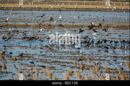 Champ de riz inondé avec de nombreux différents types d'oiseaux Banque D'Images