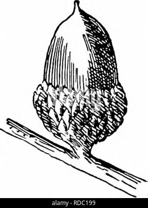 . Nos arbres et savoir les identifier : une étude de leurs habitudes populaires et leurs particularités . Les arbres. Famille de chêne tomentum fauve dense. Cornet tasse, profond, couvre un tiers à deux tiers de l'écrou, est épais, brun pâle et de Downy au sein, sans qu'il ne soit couvert par les grands, brun rougeâtre, lâchement, recouverte d'écailles imbriquées tomentum. Sur le dessus de tasse sont des rangées de petites échelles qui forment un épais contour de la surface interne. Black Jack est un nom particulier pour un arbre qu'à entendre- ment pour la première fois, on demande une explication. Les autorités sont muettes sur l'obj Banque D'Images