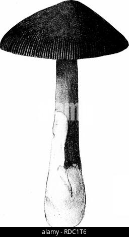 . Les champignons du Minnesota ... Botanique ; les champignons. GILL FUNGI Amanita muscaria Fly Cap Cap gros, 10 à 15 cm. de large, de couleur rouge ou orange, jaune ou même devenir presque blanche en âge, moins rugueuse avec de nombreux fragments angulaires blanc épais de la volve, qui disparaissent souvent en marge, d'âge, strié convexe à globuleux, plus rarement étendu ; tige stout, 8-15 cm. de 2 à 4 cm., blanc, squameuse, creux, bulbeux, grande sonnerie, apicale, déchirés, volve formant plusieurs con- centric scaly joints toriques sur l'ampoule ; branchies gratuitement ou de toucher, blanc ou jaunâtre ; spores elliptiques, 8- 10 X 6-8;a, le nom fait référence à l'utilisation de ce champignon pour tuer fli Banque D'Images