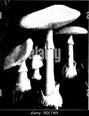 . Les champignons du Minnesota ... Botanique ; les champignons. MINNESOTA Voh-champignons formant des anneaux ou d'un pèse-personne sur une lampe-comme base ; branchies généralement blanc ou blanchâtre (1) l'usine ^lole rouge terne ; rougissement de la chair meurtrie quand riibescens A. (2) La tige de couleur blanche ou jaunâtre ; chair pas rougissement (a) Cap. de 3 à 6 cm de large ; spores globuleuses A. jrostiana (b) Cap 8-15 cm. de large ; spores elliptiques A. viuscarla Amanita phalloides Décès Cup, Deadly Amanita C a p 4-10 cm. de large, généralement blanc, plus rarement, d'olive ou jaune brun, visqueux à l'état humide, lisse ou rugueux renforcé avec quelques grandes ou de nombreux petits fragments de la volve, globuleux, puis b Banque D'Images