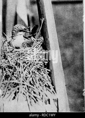 . Des études de l'appareil photo d'oiseaux sauvages dans leur maison . La photographie d'oiseaux, des oiseaux. Fig. 244. Le Tyran de l'Arkansas. Un beau gris-espèces de l'ouest, au-dessus d'un^yellowlbe- pâle id faible.. Veuillez noter que ces images sont extraites de la page numérisée des images qui peuvent avoir été retouchées numériquement pour plus de lisibilité - coloration et l'aspect de ces illustrations ne peut pas parfaitement ressembler à l'œuvre originale.. Chester A. Reed, Chester (Albert), 1876-1912. Worcester, Mass : Reed Banque D'Images