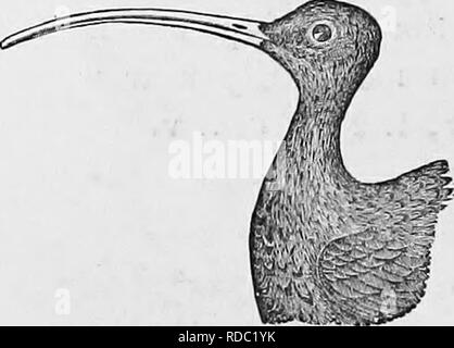 . Clé d'oiseaux d'Amérique du Nord ; contenant des indications succinctes sur chaque espèce d'oiseau vivant et fossile connu à l'heure actuelle du continent au nord de la frontière du Mexique et des États-Unis. Illustré par 6 plaques d'acier et plus de 250 gravures sur bois. Les oiseaux. 262 SCOLOPACID^, Bécassine, ETC. GEN. 222. M M'. F:o. 174. BillL longue-d courlis. H , j'^ 222. Genre NUMENIXJS^Linn nous. Curleia à long bec. 8icIde-biTl. Le projet de loi de l'extrême longueur et courbure, measiTring de 5 à 8 ou 9 pouces ; longueur totale environ 2 pieds ; aile a pied ou moins ; la queue environ 4 pouces ; tarse 2J-2f, scutellate seulement à l'avant. Si veiy plumage Banque D'Images