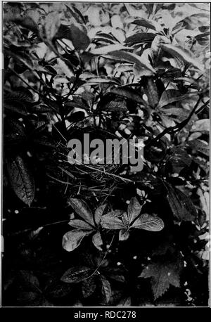 . Maisons d'oiseaux : les nids, les œufs et les habitudes de reproduction La reproduction des oiseaux terrestres à l'Est des États-Unis, avec des notes sur l'élevage et la photographie de jeunes oiseaux . Les oiseaux ; les oiseaux. Nid et oeufs de PARULINE À AZALÉE, DEUX PIEDS DE SOL. Veuillez noter que ces images sont extraites de la page numérisée des images qui peuvent avoir été retouchées numériquement pour plus de lisibilité - coloration et l'aspect de ces illustrations ne peut pas parfaitement ressembler à l'œuvre originale.. Radclyffe Dugmore A., (1870), Arthur Radclyffe-. New York : Doubleday &AMP ; McClure Banque D'Images