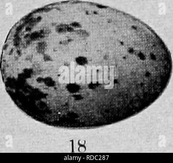 . Maisons d'oiseaux : les nids, les œufs et les habitudes de reproduction La reproduction des oiseaux terrestres à l'Est des États-Unis, avec des notes sur l'élevage et la photographie de jeunes oiseaux . Les oiseaux ; les oiseaux. 17. Veuillez noter que ces images sont extraites de la page numérisée des images qui peuvent avoir été retouchées numériquement pour plus de lisibilité - coloration et l'aspect de ces illustrations ne peut pas parfaitement ressembler à l'œuvre originale.. Radclyffe Dugmore A., (1870), Arthur Radclyffe-. New York : Doubleday &AMP ; McClure Banque D'Images