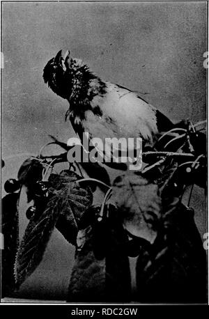 . Maisons d'oiseaux : les nids, les œufs et les habitudes de reproduction La reproduction des oiseaux terrestres à l'Est des États-Unis, avec des notes sur l'élevage et la photographie de jeunes oiseaux . Les oiseaux ; les oiseaux. Homme Cardinal à poitrine rose, d'un an, en prenant un bain de soleil. Veuillez noter que ces images sont extraites de la page numérisée des images qui peuvent avoir été retouchées numériquement pour plus de lisibilité - coloration et l'aspect de ces illustrations ne peut pas parfaitement ressembler à l'œuvre originale.. Radclyffe Dugmore A., (1870), Arthur Radclyffe-. New York : Doubleday &AMP ; McClure Banque D'Images