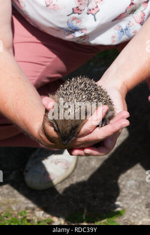 ( Hérisson Erinaceus europaeus ) ,-jeune endormi dans mains de carer dans jardin, Banque D'Images