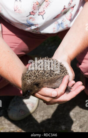 ( Hérisson Erinaceus europaeus ) ,-jeune endormi dans mains de carer dans jardin, Banque D'Images