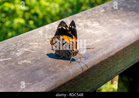 Linda's papillon empereur (Doxocopa linda), Brésil Banque D'Images