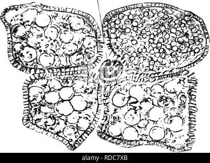 . Des études en botanique fossile . La paléobotanique. 57 heterosporous Calamarian CALAMOSTACHYS cone, et certaines des espèces du continent montrent le même phénomène. La différence entre les microspores et mégaspores, si bien marqué, est, cependant, moins extrême que dans le heterosporous Rhizocarps ou des Lycopodes. Nous avons vu, dans le cas de C. Binneyana, que certains des spores ont été infructueuses, et c'est un point d'une certaine importance, parce que nous savons qu'un processus similaire de SP. Fig. 23.-Calamostachys Casheana. Section tangentielle, montrant les sporanges regroupés autour de leurs quatre sporangiophore (sf). Trois contiennent des Banque D'Images