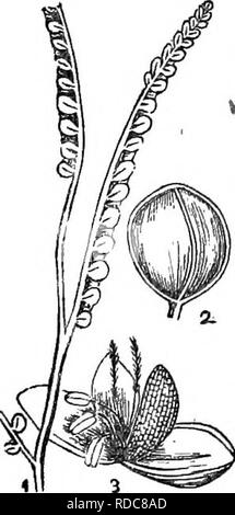 . Les herbes du Tennessee ; y compris les céréales et les plantes fourragères. Les plantes fourragères graminées ; ; le grain. 222 FOKAGE la plupart des plantes indigènes par le nombre d'individus, qualités nutritionnelles et la ténacité de la vie, entre l'ensemble de l'herbe de pâturage. Ils sont vivaces, avec d'épais, fort, exécutant les racines, faisant souvent un tapis dense. Où qu'ttiey s'implanter d'autres usines disparaissent. Le blue grass est particulièrement connu pour l'agriculteur, et il le reconnaît parmi les autres espèces sauvages- culture. Le collecteur d'autres espèces agitant leurs tiges dans la brise ou rampant sur le sol, il est ac- Fabrication à sp Banque D'Images