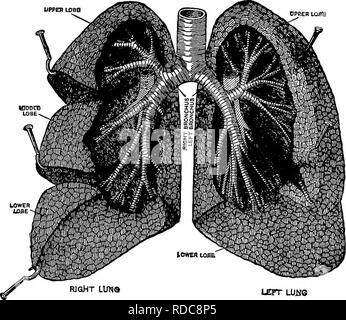 . L'alimentation des animaux. Rss. 144 L'ALIMENTATION DES ANIMAUX se termine par une forme allongée dUation qui est constitué de cellules d'air s'ouvrir sur un conunon la cavité. Ces cellules sont si nombreux dans les tissus des poumons que seule une très mince mur sépare celles adjacentes, et dans ce mur sont effectuées la. R1G&gt;HT LUNa LETT neuf Fig. 9. Des tubes de l'hiiman poumon. (Gerrish.) capillaires ou divisions de fine les vaisseaux sanguins menant du coeur. 205. Objet de la respiration.-^la structure pulmonaire par- le sang de la GSTI d'absorber de l'oxygène comme il coule le long et transférer certains déchets dans la cavité pulmonaire, et donc b Banque D'Images