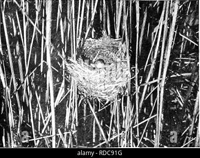 . Nature's carol singers. Les oiseaux. NATURE'S CAROL SINGERS. rives de lacs, étangs, ruisseaux et lent, et est beaucoup plus fréquent sur les côtés est et sud de l'Angleterre de l'ouest et au nord. J'ai rencontré il fréquemment dans certaines parties de Gloucester- Shire, et il est dit d'être assez nombreux-. REED WARBLER S NEST ET LES OEUFS D'unités d'organisation dans le pays de Galles. Il ne comprend pas, toutefois, se reproduisent dans l'Ecosse ou l'Irlande. Le nid est une très belle structure, formée de lames longues d'herbe morte, des semences, des branches de roseaux, et les bits de laine doublés à l'intérieur d'une fine herbe morte et sèche. C'est habilement suspendue entre deux, trois, quatre Banque D'Images