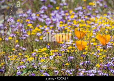 Coquelicots de Californie sur une prairie en fleurs, Goldfields et Gilia en arrière-plan,California Banque D'Images