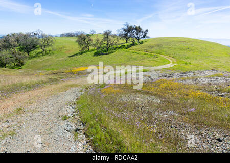 Sentier de randonnée avec de l'herbe verte fraîche et fleurs sauvages colorées, Henry W. Coe State Park, Californie Banque D'Images