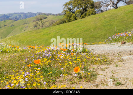 Sentier de randonnée avec de l'herbe verte fraîche et fleurs sauvages colorées, Henry W. Coe State Park, Californie Banque D'Images