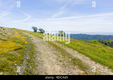 Sentier de randonnée avec de l'herbe verte fraîche et colorée de fleurs sauvages, en Californie Banque D'Images