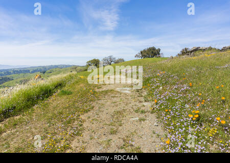 Sentier de randonnée avec de l'herbe verte fraîche et fleurs sauvages colorées, Henry W. Coe State Park, Californie Banque D'Images