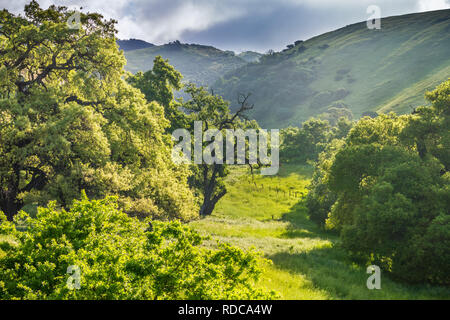 Vallée verdoyante ensoleillée et un peu de brume du matin, en Californie Banque D'Images