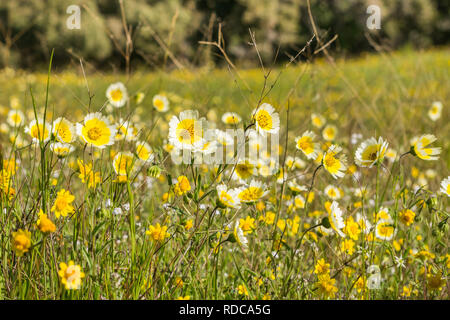 Layia platyglossa wildflowers (communément appelé le tidytips côtière) sur terrain, en Californie Banque D'Images