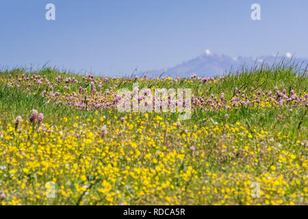 Goldfield et Owl's clover fleurs des fleurs sur le sol en serpentine South San Francisco bay, mount Hamilton dans l'arrière-plan, San Jose, Californie Banque D'Images