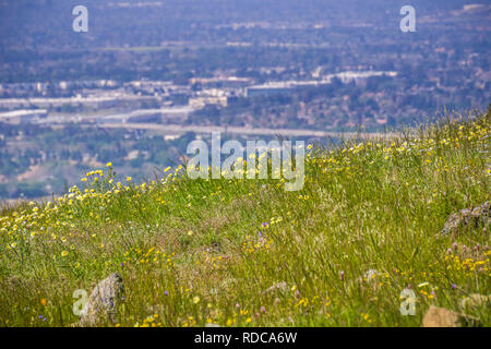 Layia platyglossa wildflowers (communément appelé le tidytips côtières) croissant sur une colline, la ville floues en arrière-plan, en Californie Banque D'Images