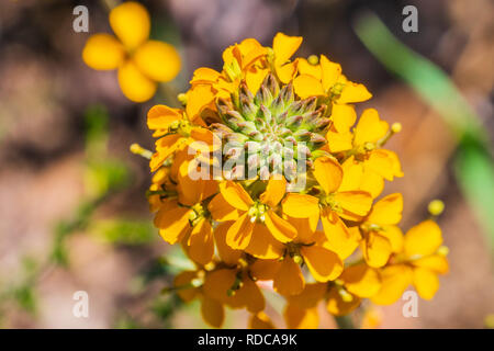 Giroflée (Erysimum capitatum Ouest) qui fleurit au printemps, Pinnacles National Park, Californie Banque D'Images