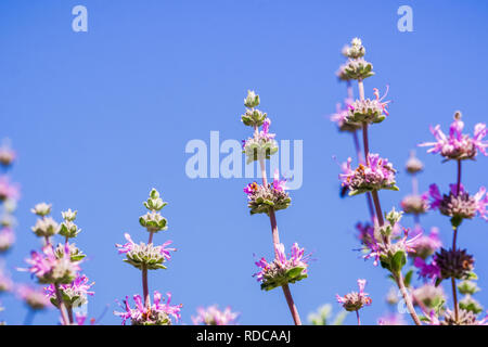 Cleveland sauge (Salvia clevelandii) fleurs sur un fond de ciel bleu, en Californie Banque D'Images