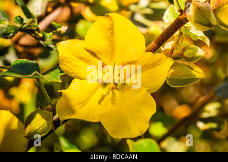 Close up of California (Flannelbush Fremontodendron californicum) fleur au printemps, en Californie Banque D'Images