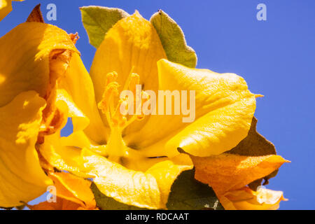 Close up of California (Flannelbush Fremontodendron californicum) fleur au printemps, en Californie Banque D'Images