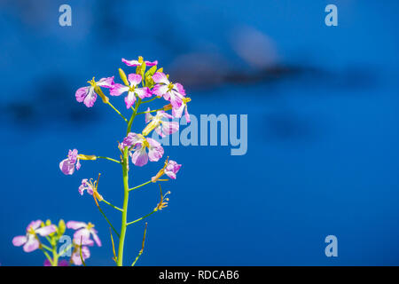 Le radis sauvage (Raphanus raphanistrum) fleur sur un fond bleu foncé, baie de San Francisco, Californie Banque D'Images