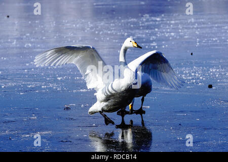 Cygne sur le lac gelé Banque D'Images