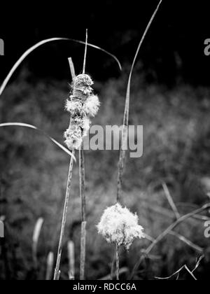 The Woodlands TX USA - 11/28/2018 - Les Roseaux dans les marais en semences de B&W Banque D'Images