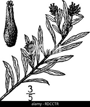 . Les arbres de l'Amérique du Nord : être des descriptions et des illustrations de l'arbres croissant indépendamment de la culture en Amérique du Nord, au nord du Mexique et les Antilles . Les arbres. |i ! ! 202 Les Saules 24. Saule à feuilles d'IF -Salix taxifolia Humboldt, Bonpland et Kunth Cette espèce intéressante, veiy dans différents aspects et dans le feuillage d'autres saules, pousse le long des cours d'eau dans le sud de l'Arizona et du Texas, au sud par le Mexique pour le Guatemala, et se produit en Basse Californie. C'est un arbre haute de 18 mètres ou moins, avec un tronc jusqu'à 4 ou 5 dm. de diamètre. L'écorce est épaisse et bien gris fissur Banque D'Images