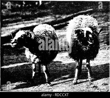 . Les moutons et ses cousins . Les moutons. XII PLAQUE Fig. J'1'"IG. 2. Veuillez noter que ces images sont extraites de la page numérisée des images qui peuvent avoir été retouchées numériquement pour plus de lisibilité - coloration et l'aspect de ces illustrations ne peut pas parfaitement ressembler à l'œuvre originale.. Lydekker, Richard, 1849-1915. Londres : G. Allen Banque D'Images