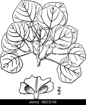 . Les arbres de l'Amérique du Nord : être des descriptions et des illustrations de l'arbres croissant indépendamment de la culture en Amérique du Nord, au nord du Mexique et les Antilles . Les arbres. Les Saules i8i des bourgeons d'hiver lumineux sont oblongues, émoussé, environ 3 mm. de long. Les feuilles sont orbiculaires réniformes- 3,5 cm. de large ou moins, plutôt ferme, lisse, arrondi, ou certains d'entre eux très brutal- fait, légèrement en forme de cœur à la base, l'ensemble de leurs marges, ou des incohérences- spicuously ondulent, la sur- face supérieure vert terne, le côté sous le plus bas ; pâle paire de veines sont presque aussi fort que le milieu d'idées ; la légère Banque D'Images