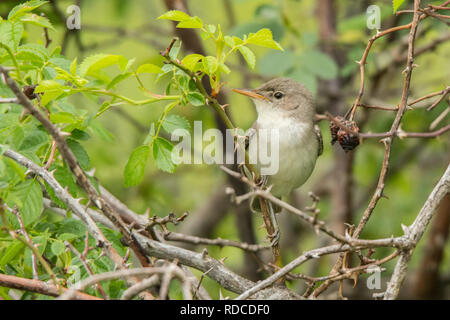 Arbre généalogique Olive Warbler Hippolais olivetorum / Banque D'Images