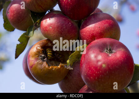 Pomme pourrie typique italienne sur l'arbre avec hornet Banque D'Images