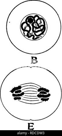 . Lectures à l'évolution, la génétique, et l'eugénisme. L'évolution ; l'hérédité ; l'eugénisme. . Veuillez noter que ces images sont extraites de la page numérisée des images qui peuvent avoir été retouchées numériquement pour plus de lisibilité - coloration et l'aspect de ces illustrations ne peut pas parfaitement ressembler à l'œuvre originale.. Newman, Horatio Hackett, b. 1875. Chicago : University of Chicago Press Banque D'Images