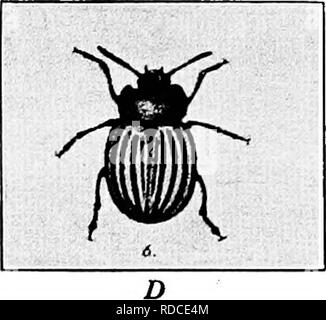 . Lectures à l'évolution, la génétique, et l'eugénisme. L'évolution ; l'hérédité ; l'eugénisme. . Veuillez noter que ces images sont extraites de la page numérisée des images qui peuvent avoir été retouchées numériquement pour plus de lisibilité - coloration et l'aspect de ces illustrations ne peut pas parfaitement ressembler à l'œuvre originale.. Newman, Horatio Hackett, b. 1875. Chicago : University of Chicago Press Banque D'Images