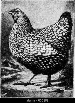 . Principes et pratiques de la culture de la volaille . La volaille. 4o6 DE LA CULTURE DE LA VOLAILLE. Fig. 405. Silver-Laced poule Wyandotte, propriété de J. C. Patterson, Monsey, État de New York. (Photo par SchilHng) "American Sebright." Avec l'énoncé de l'élaboration de la race est simph- fait en appliquant le nom actuel à tous les stades. Le Silver-Laced Wyan- dotte. Comptes de l'ori- gin de cette variété sont très insatisfaisantes ; le plus cumstantial- crédits d'entre eux un Monsieur Ray, de Pruche de l'Lake, New York, à produire, à propos de 1868-1869, d'un croisement d'argent se- Bantam lumineux jaune et Chittago Banque D'Images