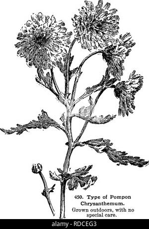 . Cyclopedia of American horticulture, comprenant des suggestions pour la culture de plantes horticoles, les descriptions des espèces de fruits, légumes, fleurs et plantes ornementales vendues aux États-Unis et au Canada, ainsi que des notes biographiques et géographiques. Le jardinage. CHRYSANTHEMUM CHRYSANTHEMUM 304 BB. Le SLJ. Grande. 0. Slossoms hairy. 7. Le Type Sairy.-également appelé "Plume d'autruche" et "Hairy japonais." Le fameux prototype est la variété Mme Alpheus Hardy, représentée dans Gn. 35, p. 307, qui a été vendu pour 1 500 $ en 1888, et a commencé l'engouement de l'Amérique. White Banque D'Images