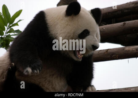 Les pandas en Chine Banque D'Images