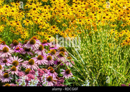 Jardin pérenne fleurs bordure plante pourpre coneflower Echinacea purpurea Rudbeckia 'Goldsturm' Miscanthus Zebra Mixed Hardy plants Rose jaune Vert Banque D'Images