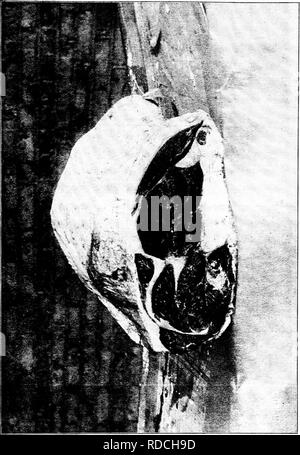 . Histoire de bovins Hereford : prouvé de façon concluante la plus ancienne d'espèces améliorées . Bovins Hereford. o , un c S " s w o. Veuillez noter que ces images sont extraites de la page numérisée des images qui peuvent avoir été retouchées numériquement pour plus de lisibilité - coloration et l'aspect de ces illustrations ne peut pas parfaitement ressembler à l'œuvre originale.. Miller, T. L. (Timothy Lathrop), 1817-1900 ; Sotham, Wm. H. (William H. ). Chillicothe, F. B. T. : Ve Sotham Banque D'Images